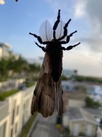 Close-up of insect on glass