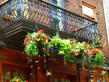 Low angle view of potted plants