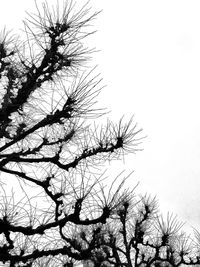 Low angle view of tree against clear sky