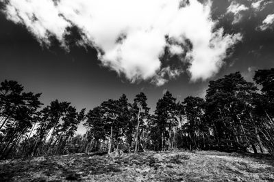 Trees against sky