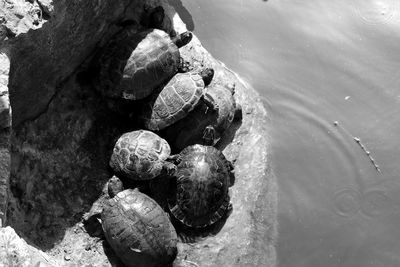 High angle view of tortoises on rock by lake