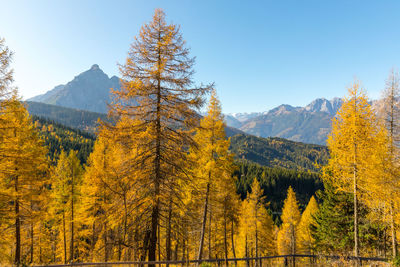 Pine trees in forest against sky during autumn