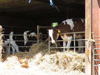 Cows in shed