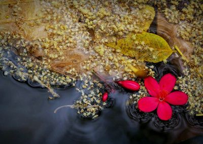 High angle view of water lily in pond