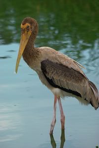 Close-up of bird on water