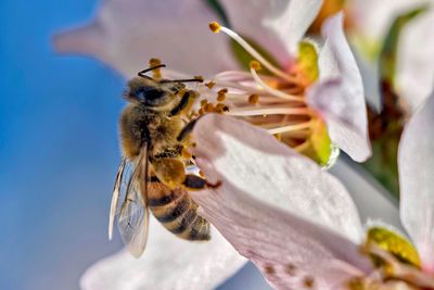 Close-up of bee pollinating on flower