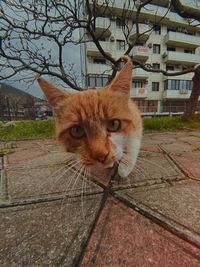 Portrait of a cat on the city