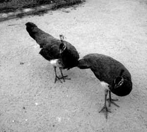 Close-up of bird