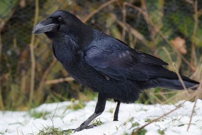 Close-up of bird perching on a field