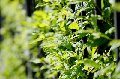 Close-up of fresh green plant
