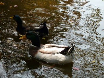 High angle view of duck swimming in lake