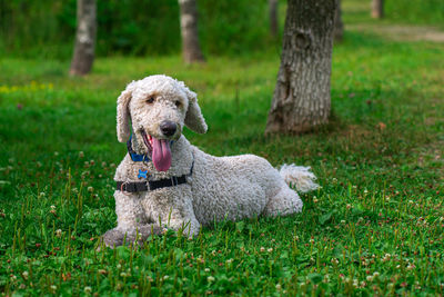 Close-up of a dog