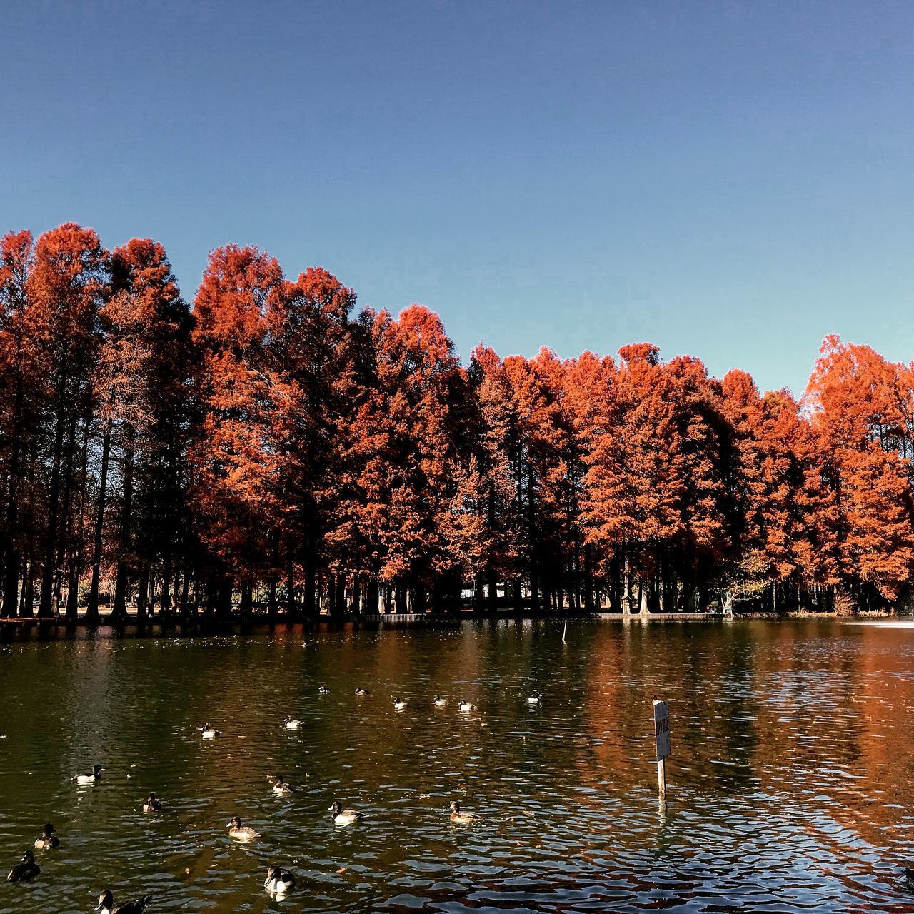 TREES BY LAKE AGAINST SKY DURING AUTUMN