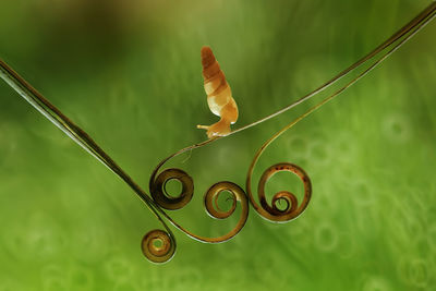 Close-up of snail on tendrils