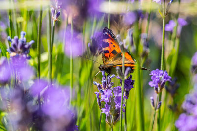 Close-up of butterfly pollinating on purple flower