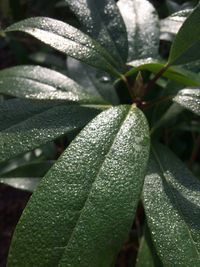 Close-up of leaves