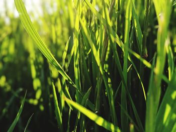 Close-up of grass growing on field