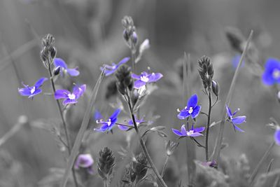 Close-up of purple flowering plants on field