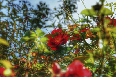 Close-up of red flowering plant