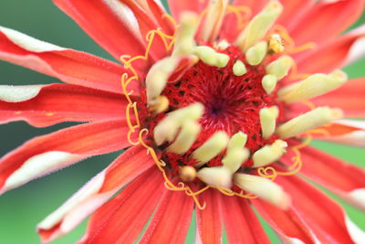 Close-up of red flower