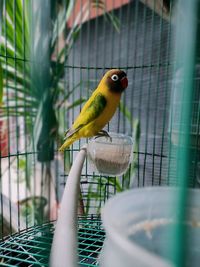 Close-up of parrot perching in cage