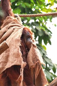 Low angle view of monkey on tree