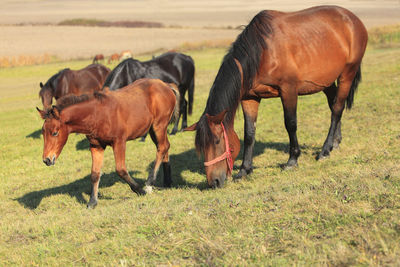 Horses in a field