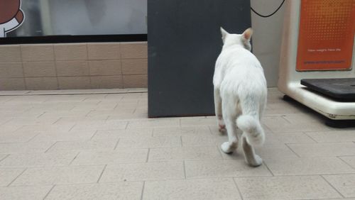 Rear view of white cat sitting on floor