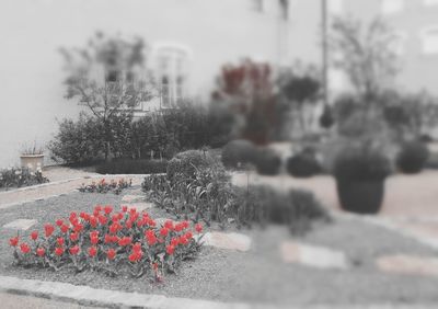 View of flowering plant by road in city