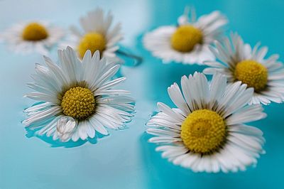 Close-up of white daisy flowers