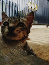 Close-up portrait of a cat