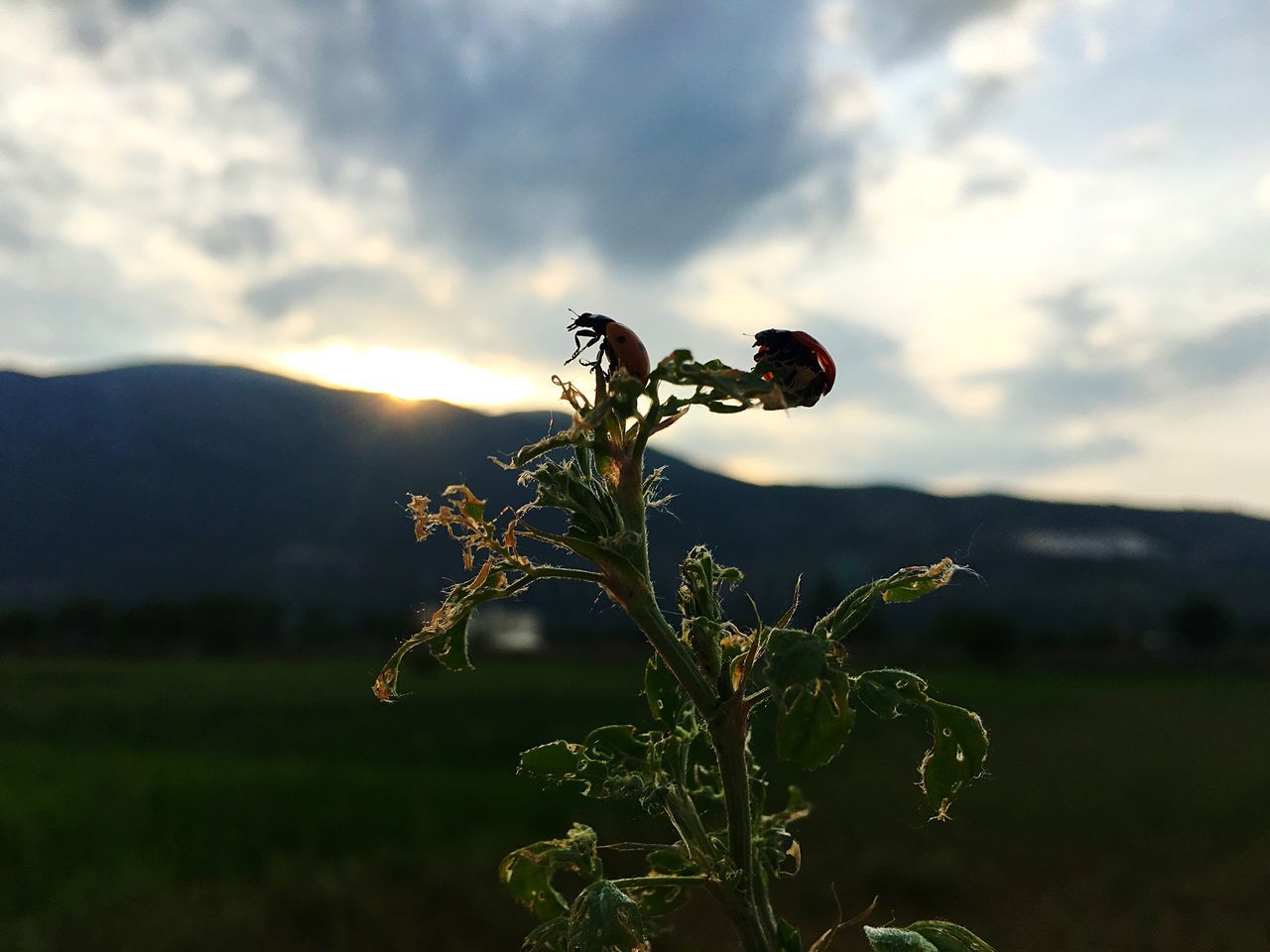 sky, growth, cloud - sky, sunset, plant, tranquility, beauty in nature, nature, silhouette, tranquil scene, landscape, field, mountain, scenics, cloudy, focus on foreground, cloud, stem, dusk, flower