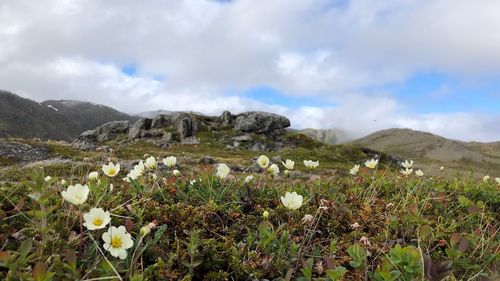 Scenic view of flowering plants on field against cloudy sky