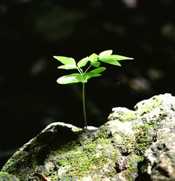 Close-up of plant growing on tree