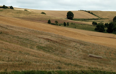 Scenic view of agricultural field