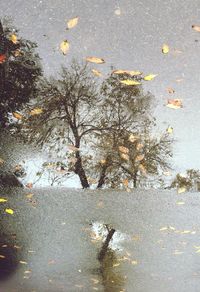 Reflection of trees in puddle on road