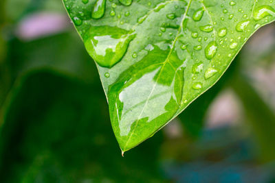 Close-up of raindrops on leaves