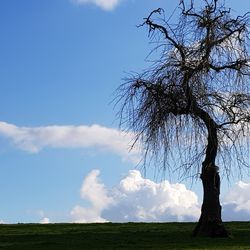 Tree on field against sky