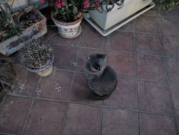 High angle view of cat on potted plant