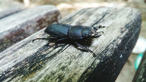 Close-up of insect on wood