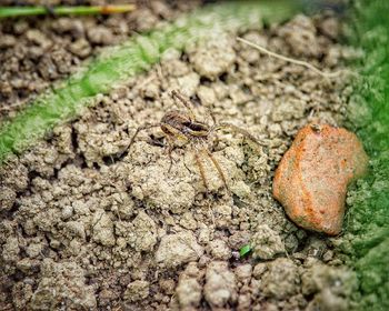 Close-up of insect on ground