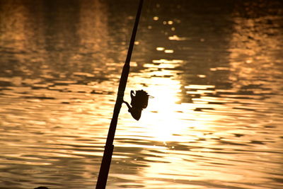 Silhouette bird in lake