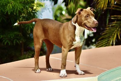 Full length of a dog looking away