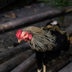 Close-up of rooster