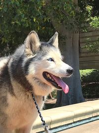 Close-up of dog sticking out tongue