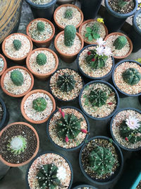 High angle view of succulent plants on table