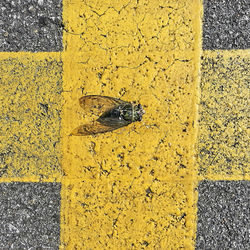 Full frame shot of tiled floor