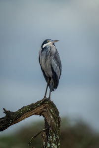 Grey heron