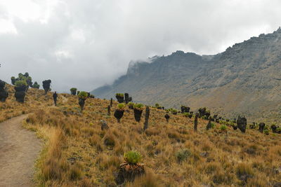 The foggy landscapes of mount kenya, mount kenya national park