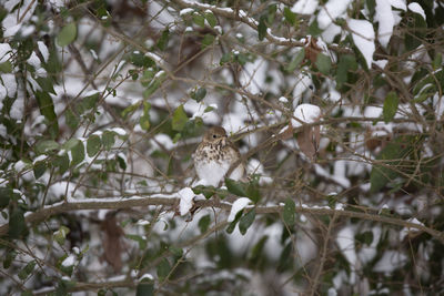 White bird perching on a tree